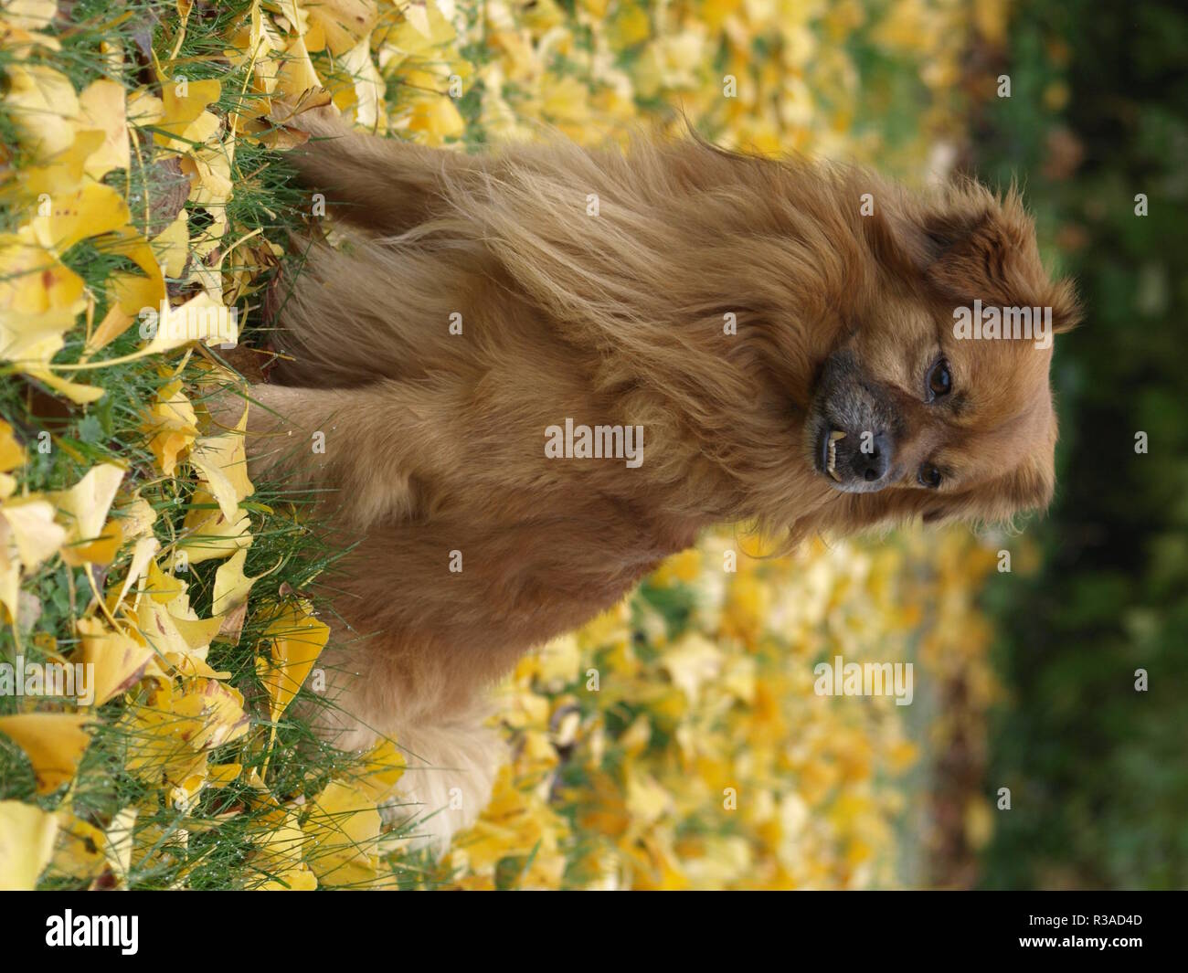 Foxy Pekinkgese pinscher Stockfoto