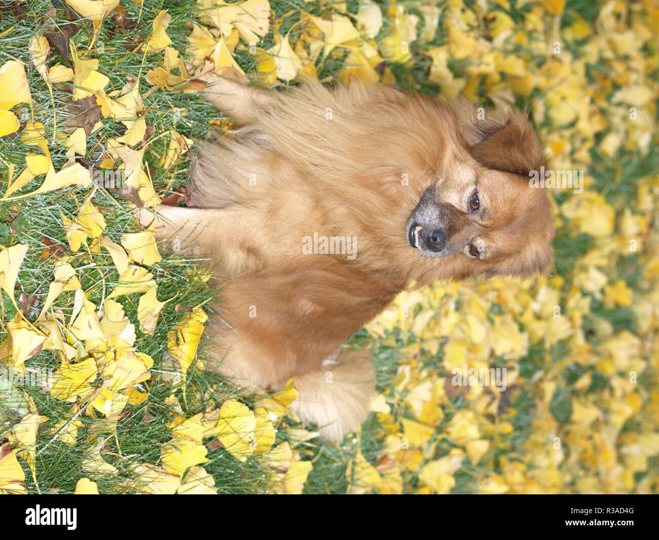 Foxy Pekinkgese pinscher Stockfoto