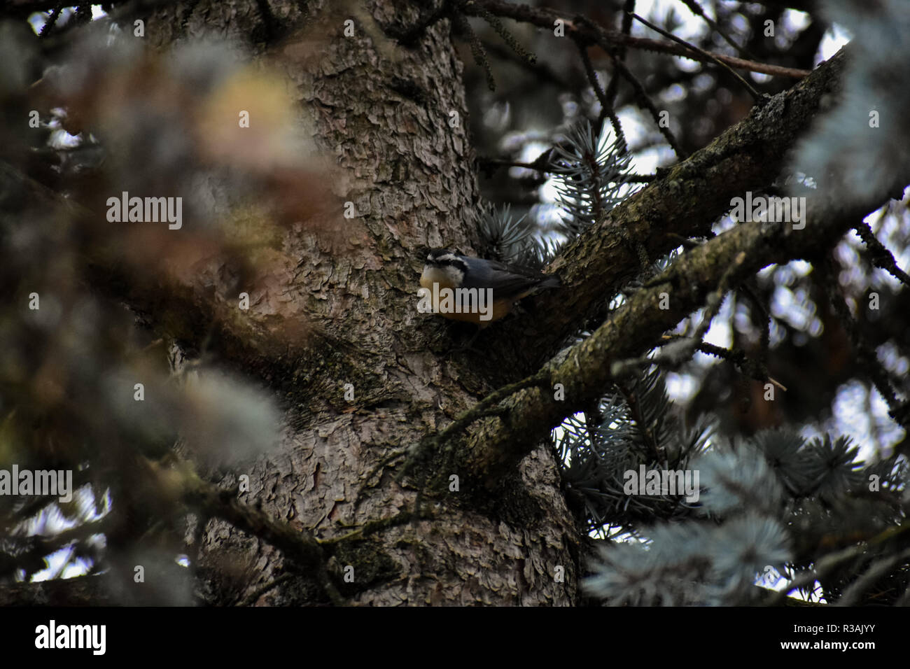 Red Breasted Kleiber in den Prozess der Speicherung einige Lebensmittel in der Rinde von einer Kiefer. Diese sind einige der kleinsten Vögel hier in Michigan gefunden. Stockfoto