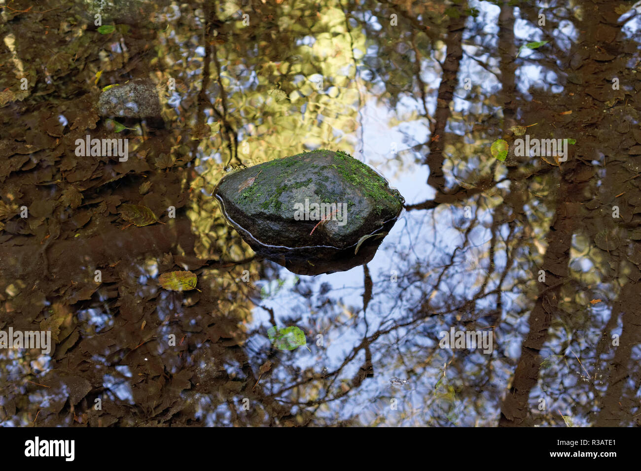 Rock in der Mitte der Pool auf dem Waldboden und Baum Reflexionen, Pacific Spirit Park und Naturreservat, Vancouver, BC, Kanada Stockfoto