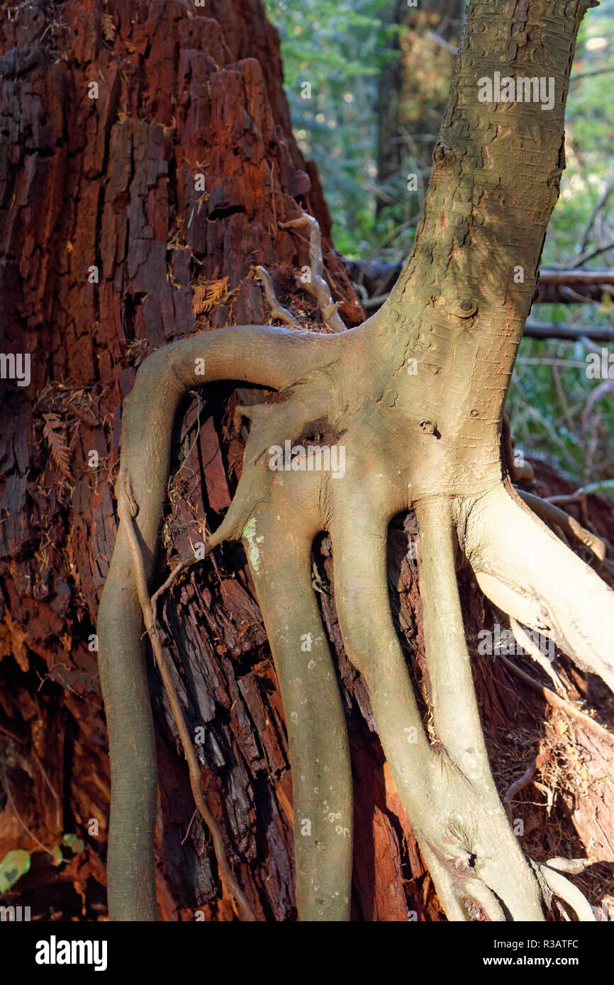 Wurzeln eines jungen red alder Alnus rubra Baum entwined Um einer verfallenden Baumstumpf im Pacific Spirit Park und Naturreservat, Vancouver, BC, Stockfoto Wurzeln eines jungen red alder Alnus rubra Baum entwined Um einer verfallenden Baumstumpf im Pacific Spirit Park und Naturreservat, Vancouver, BC, Stockfoto