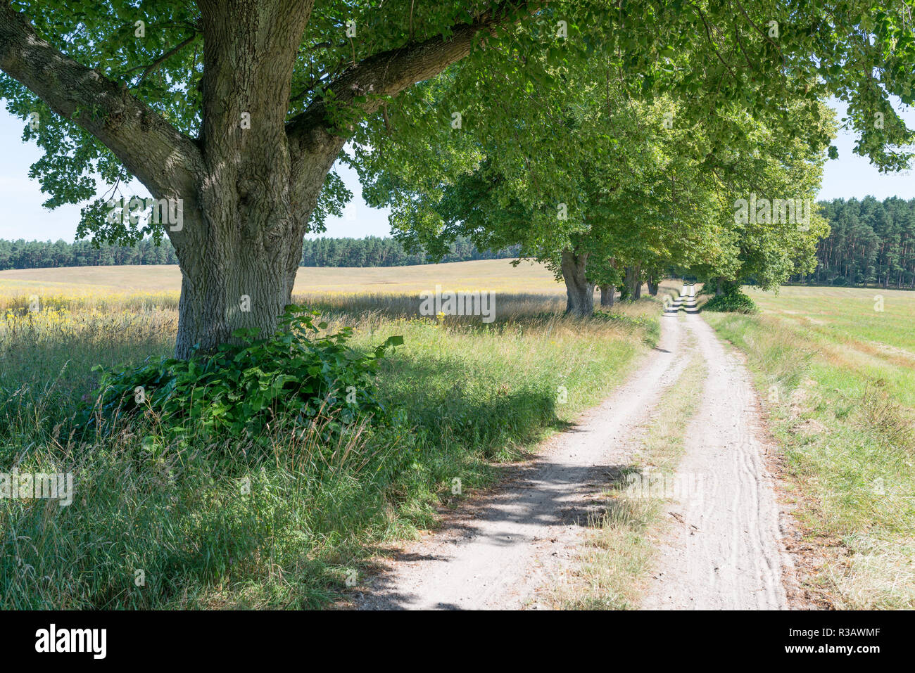 Sommer linden am feldrain Stockfoto