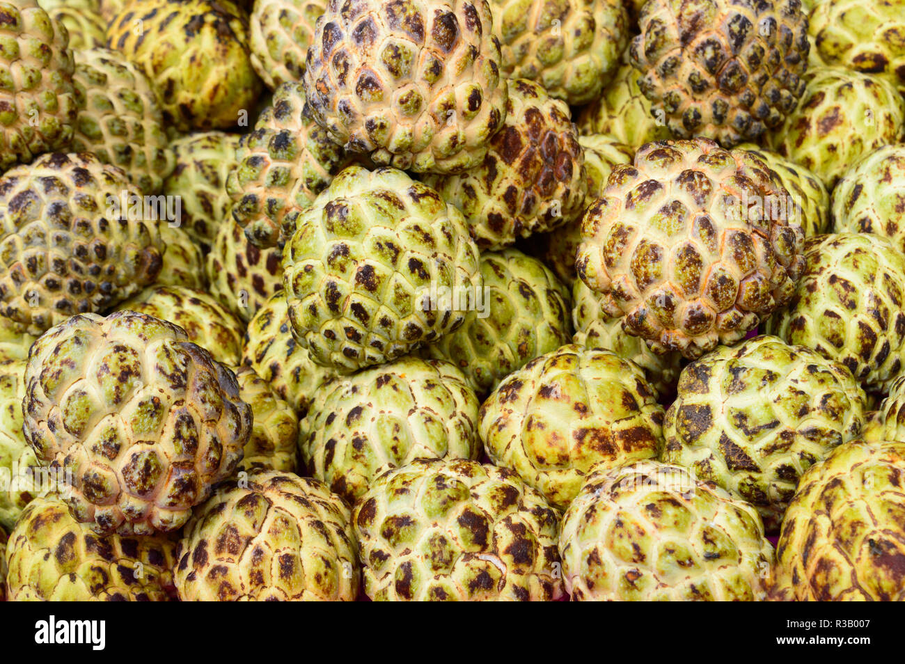 Zucker - apple, süße Sop, oder Custard Apple botanischer Name (Annona reticulata) Schließen. Nahtlose farbenfrohe abstrakte Muster Design Objekt. Hintergrund, Bac Stockfoto