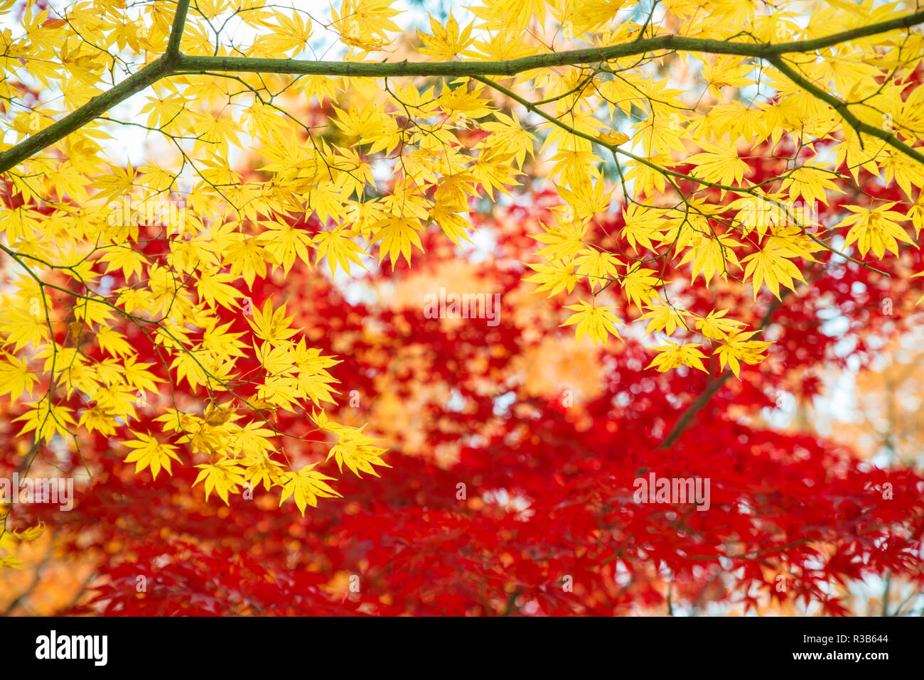 Rote und gelbe Ahorn Blätter im Herbst Jahreszeit mit blauer Himmel unscharfen Hintergrund, aus Japan. Stockfoto