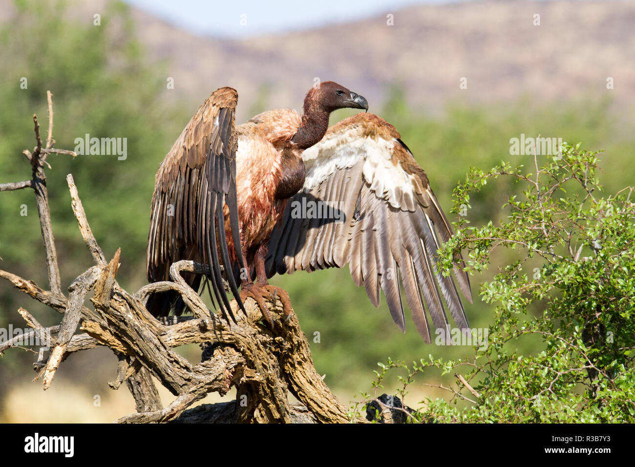 Weiß-backed Vulture (Tylose in Africanus), sitzen auf den Zweig, volle Ernte, nach dem Essen, Erindi finden, Namibia Stockfoto