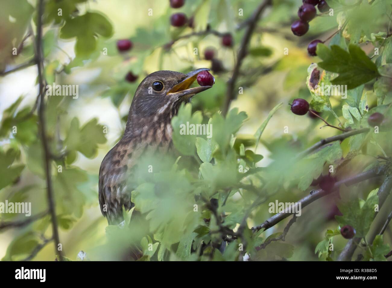Singdrossel (Turdus philomelos) mit Berry im Schnabel, Common hawthorn (Rosa moschata), Hessen, Deutschland Stockfoto