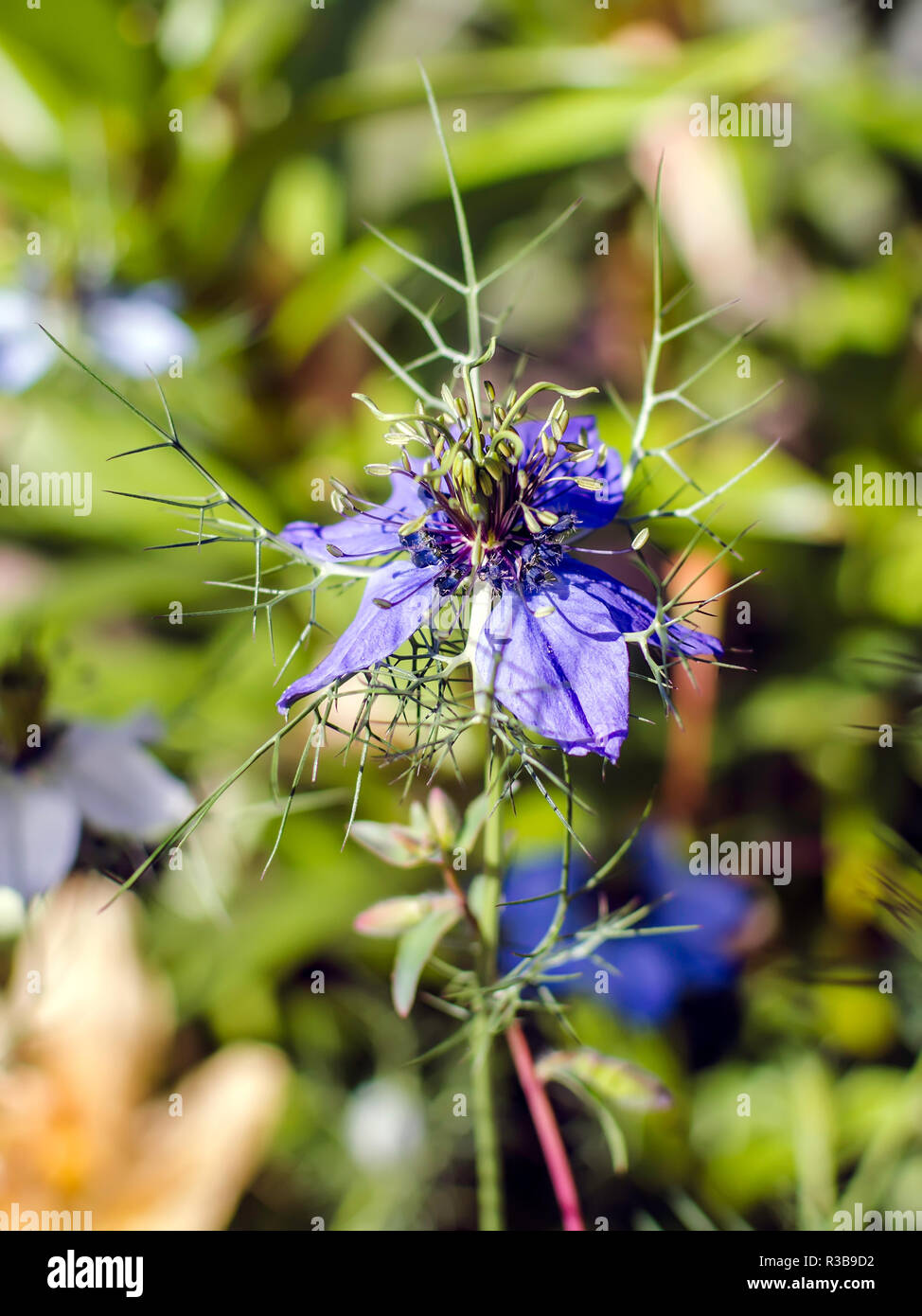 Blau Nigella Damascena Flower, auch als "love-in-a-Mist', in sonnigen Sommertag bekannt. Die Blüte ist erkennbar durch seine einzigartige Nebel der luftigen Hüllblätter. Stockfoto