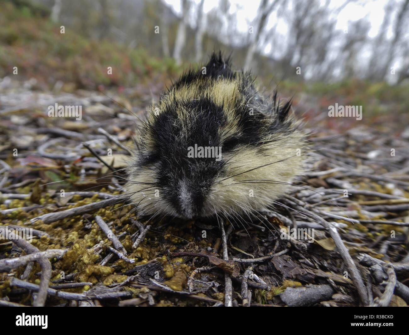 Von Predator verloren toten Lemming, Juin 2018 | Verwendung weltweit Stockfoto
