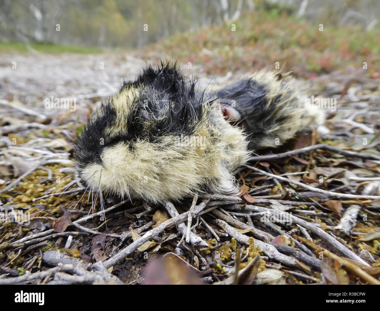Von Predator verloren toten Lemming, Juin 2018 | Verwendung weltweit Stockfoto