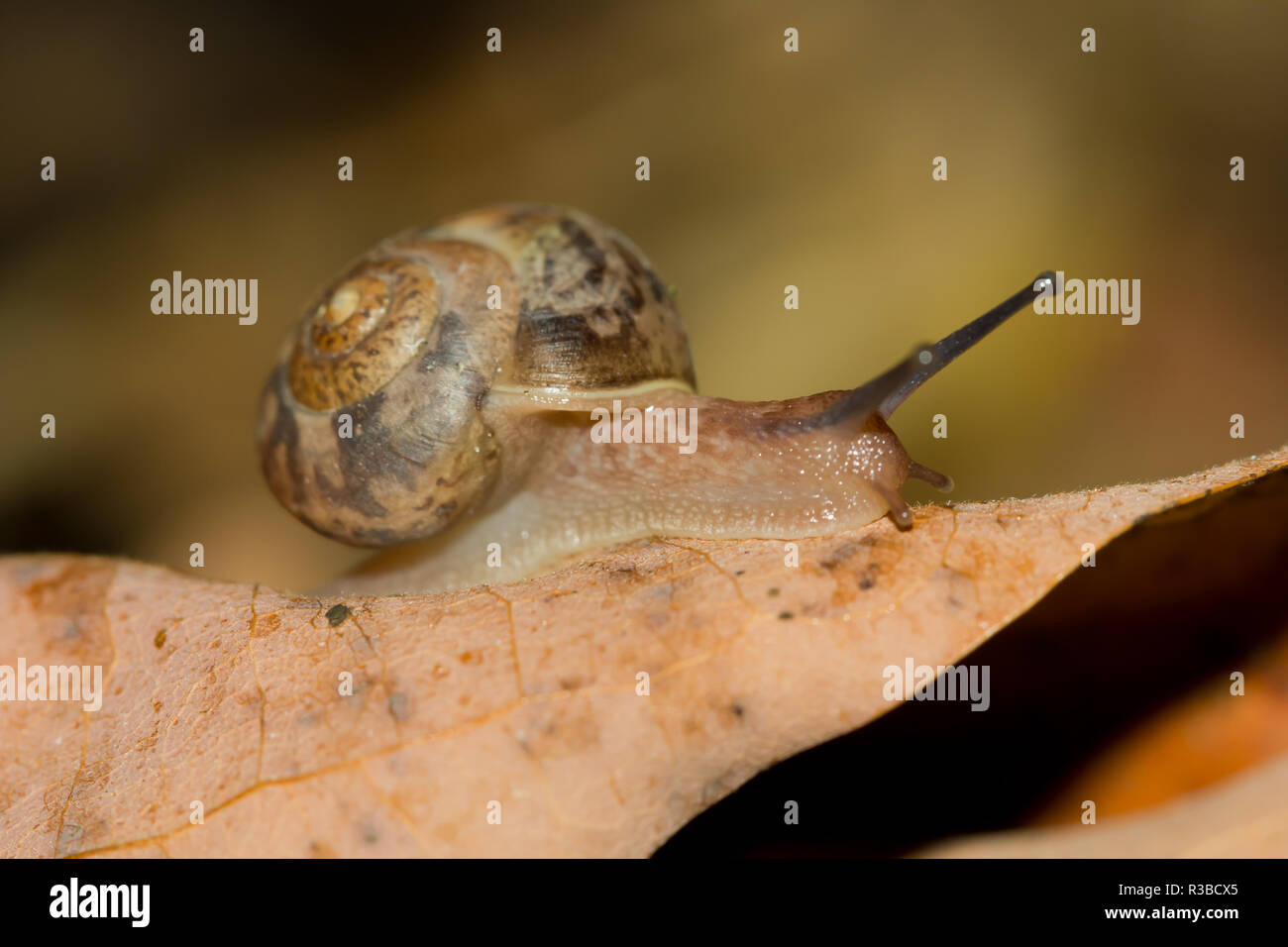 Luft atmen Land snail Stockfoto