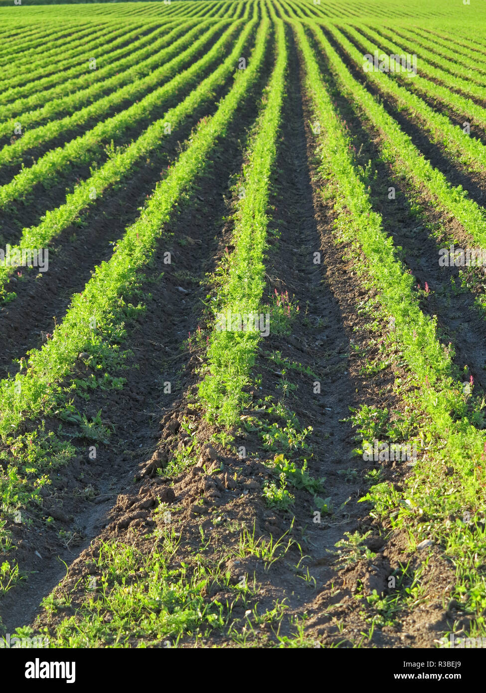 Karotte-Feld Stockfoto