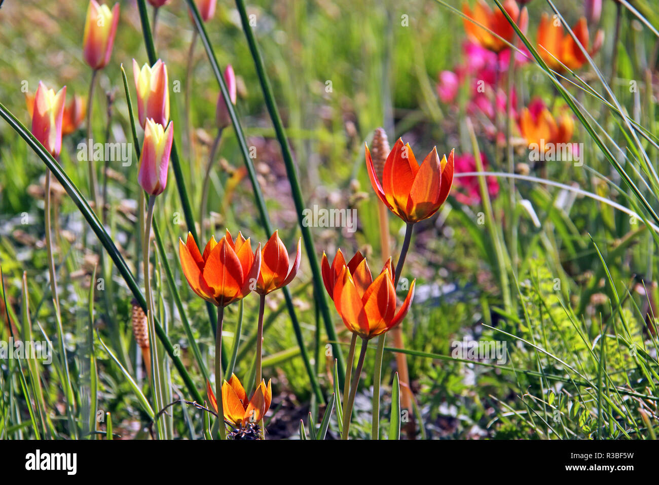 Wilde Tulpen Tulipa whittallii Stockfoto