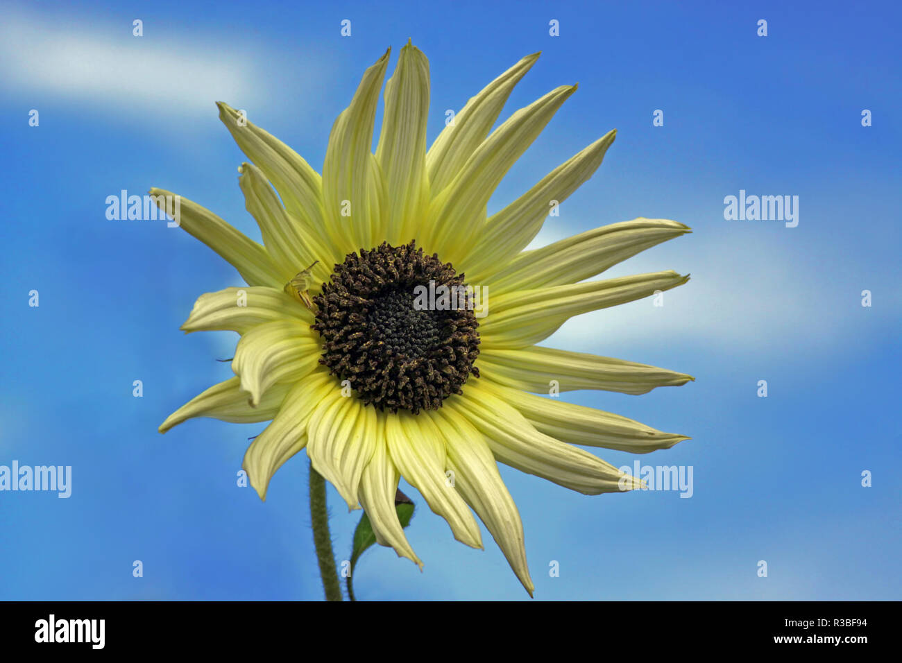 Sonnenblume helianthus vor blauem Himmel debilis Stockfoto