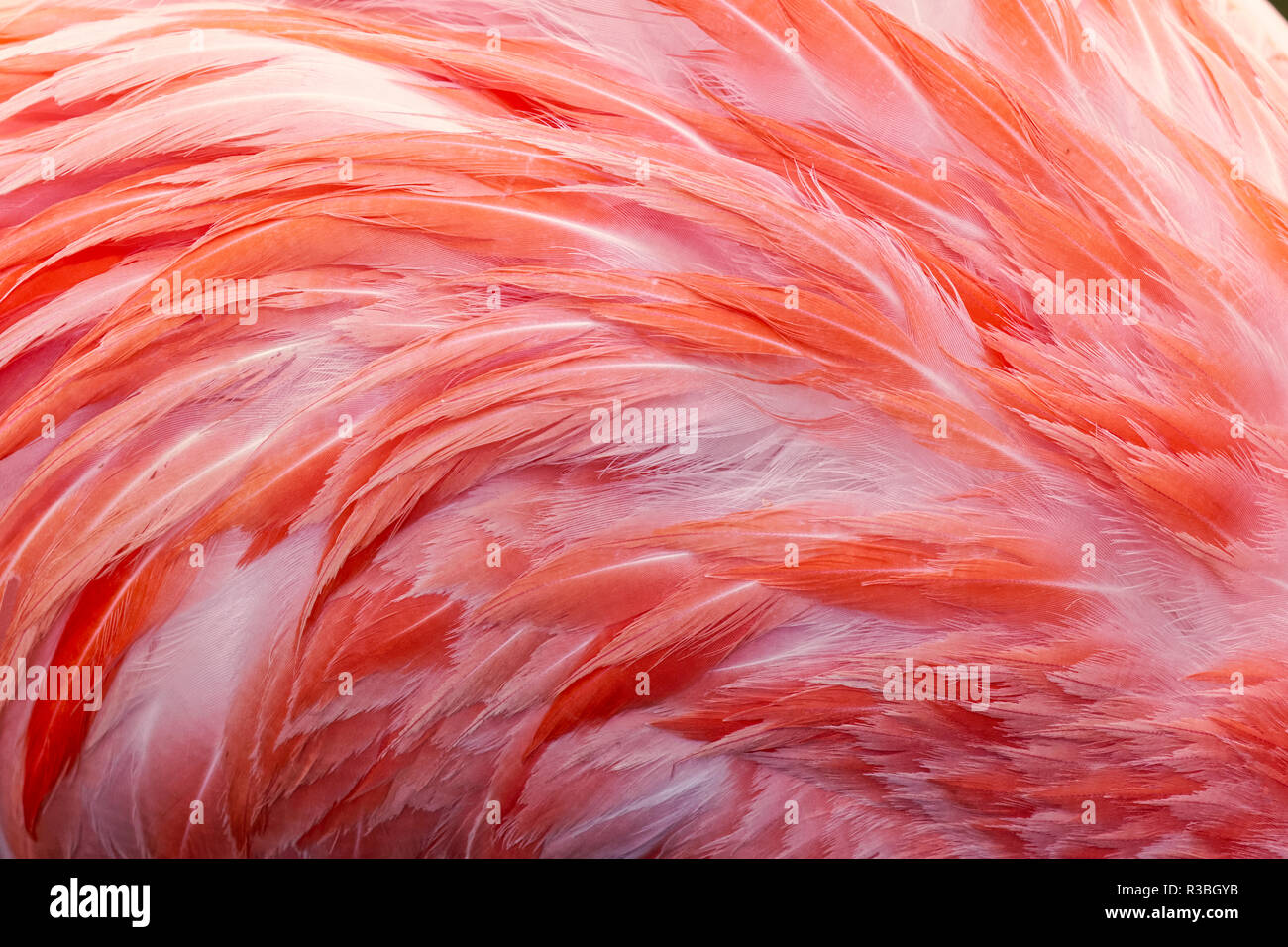 Amerikanische Flamingo, Phoenicopterus ruber feather Muster Stockfoto