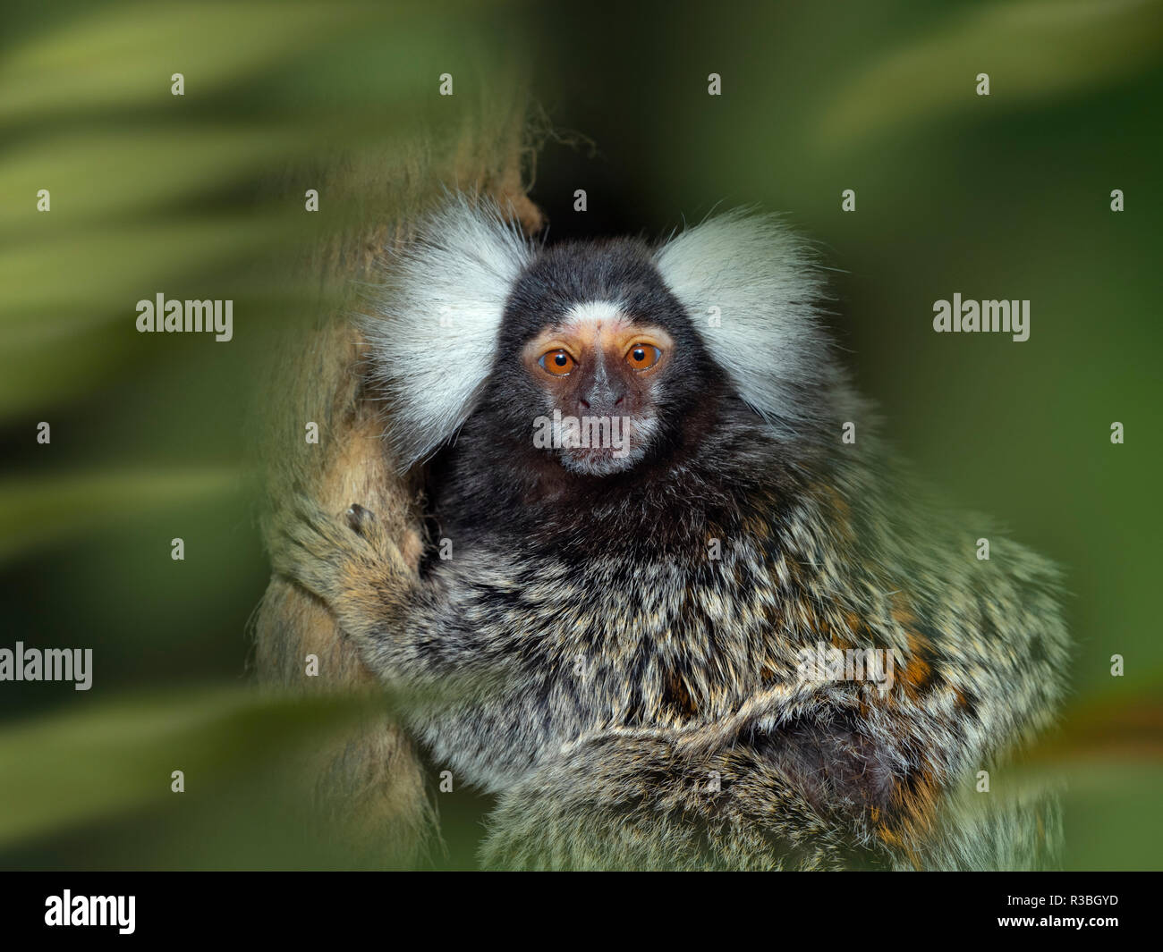 Porträt einer Gemeinsamen marmoset Callithrix jaccus geführt CAPTIVE Stockfoto