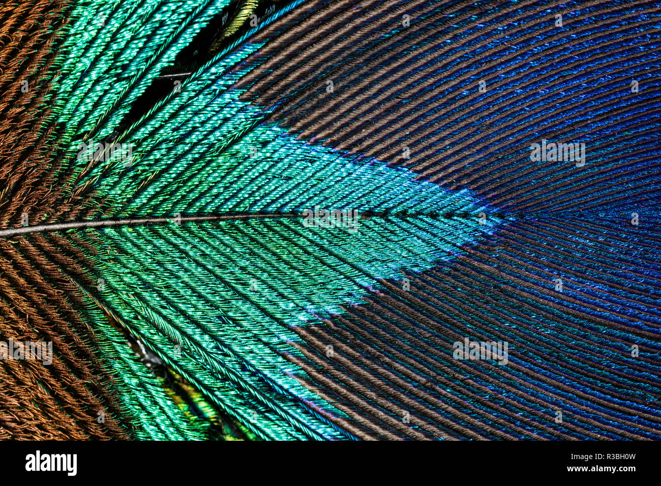 Indischen Pfauen Feder close-up, Larus argentatus Stockfoto