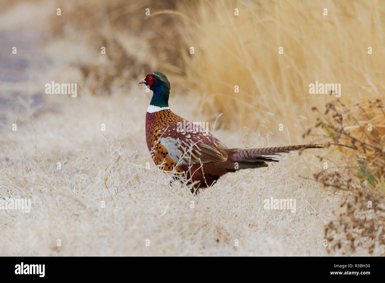 Ring – Necked Fasan Stockfoto