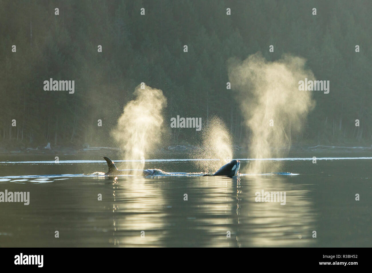 Vorübergehende Orca Schwertwale (Orcinus orca), Pacific Northwest Stockfoto