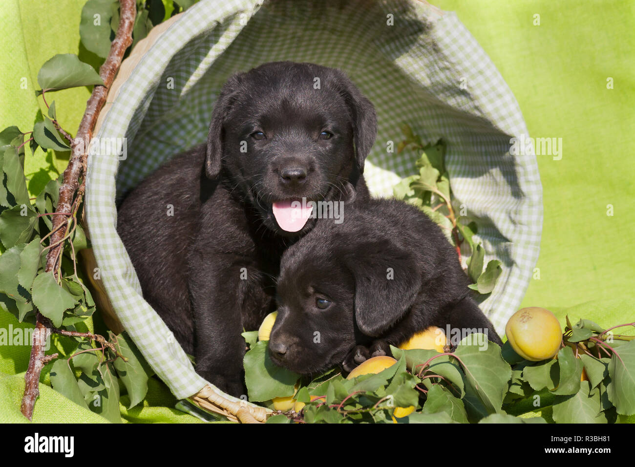 Zwei schwarze Labrador Retriever Welpen in einem Korb sitzen (PR) Stockfoto