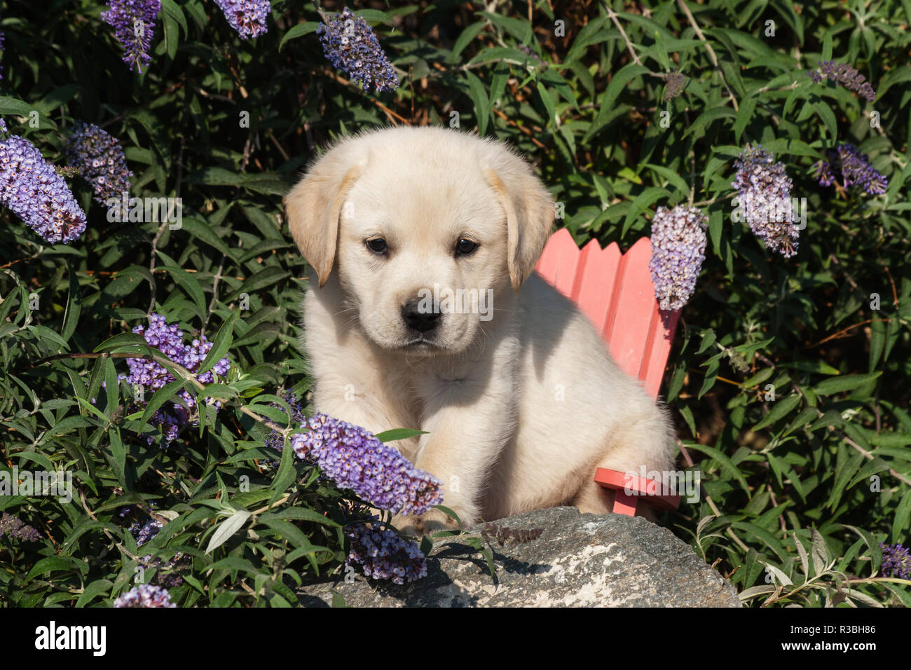 Gelben Labrador Retriever Welpen sitzen im Stuhl um Wildblumen (PR) Stockfoto