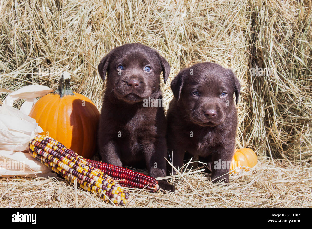 Zwei Chocolate Labrador Retriever Welpen sitzen mit Kürbis und Mais (PR) Stockfoto