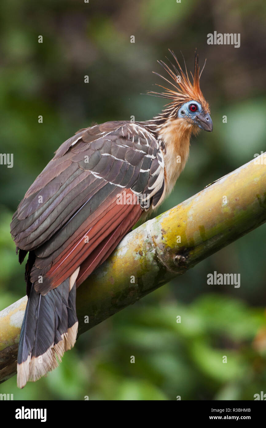Hoatzin, Amazonas Regenwald Stockfoto