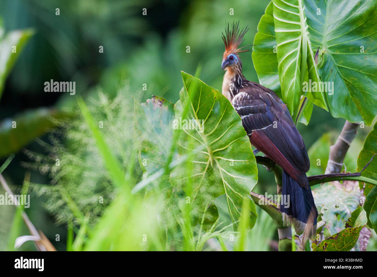 Hoatzin, Amazonas Regenwald Stockfoto