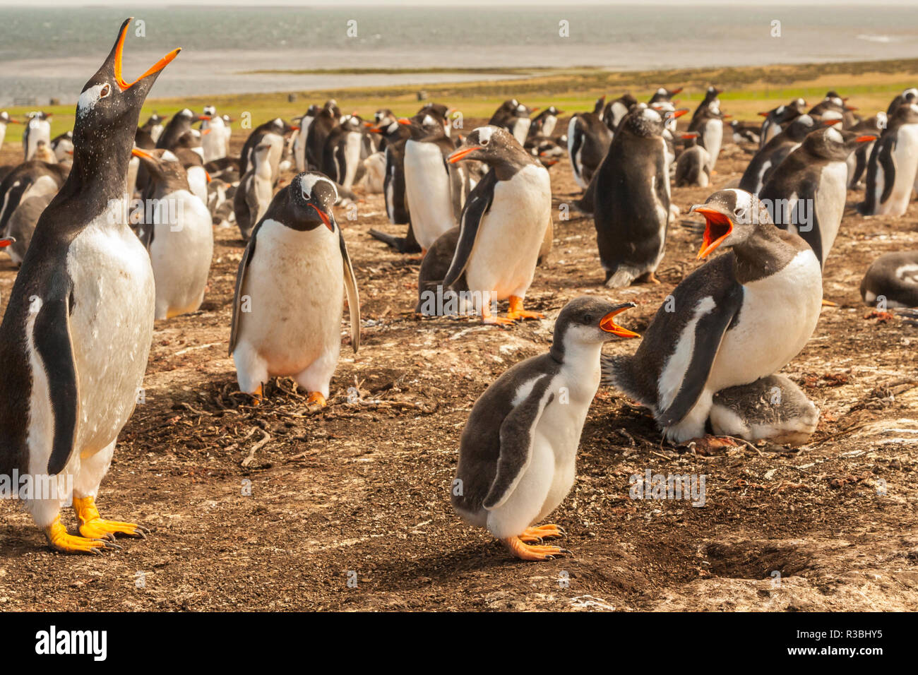 Falklandinseln, trostlosen Insel. Gentoo Penguins aufrufen. Stockfoto