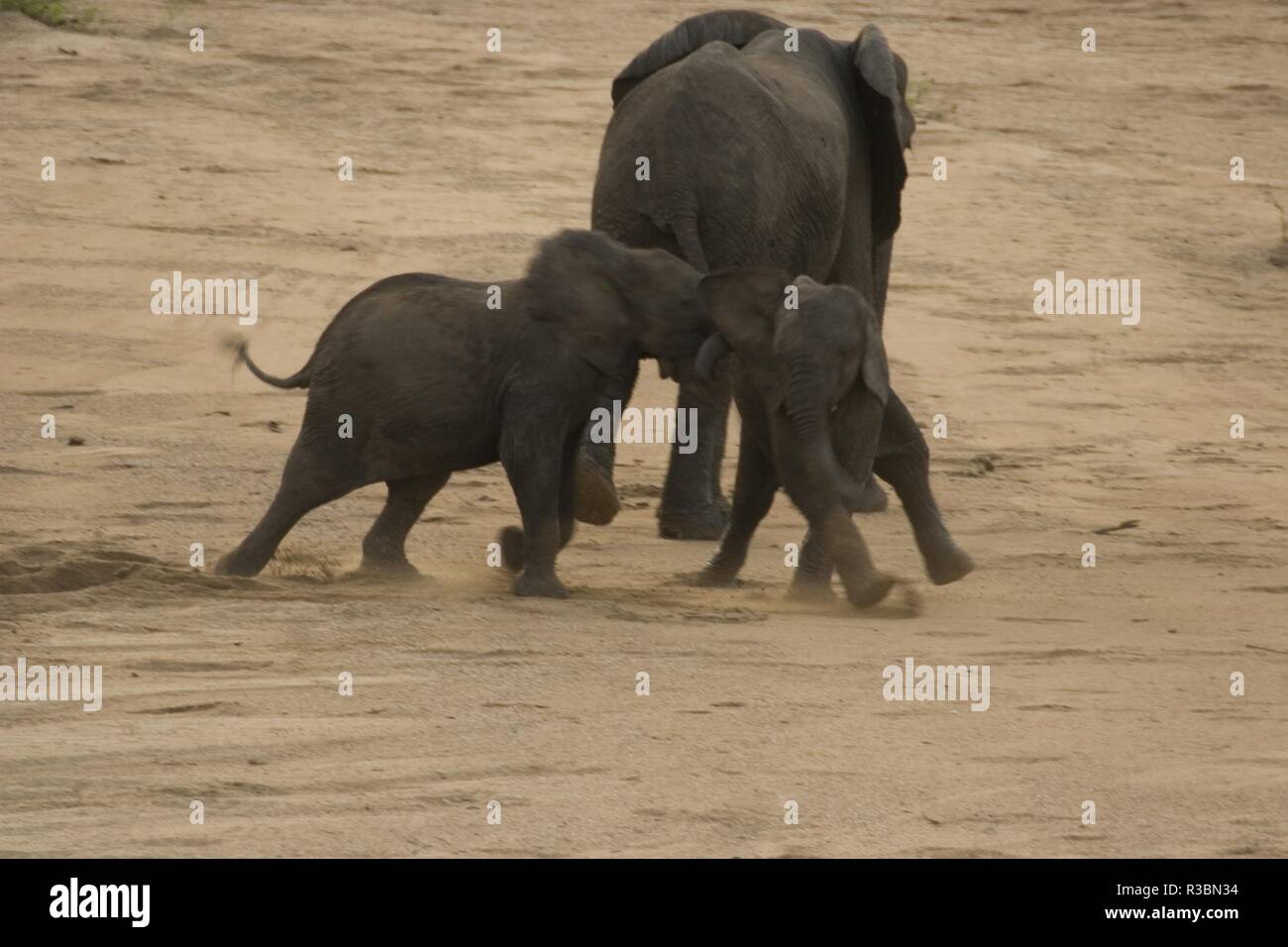 Elefant, Krüger Nationalpark, Südafrika Stockfoto