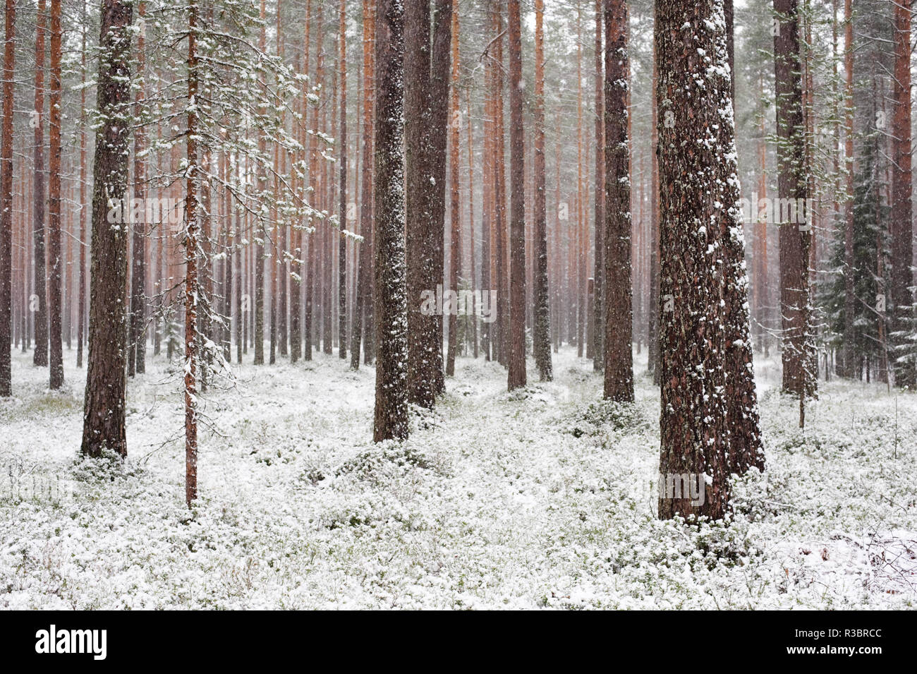 Winter Wald. Frischer Schnee, der Borealen Scots Pine Forest. Stockfoto
