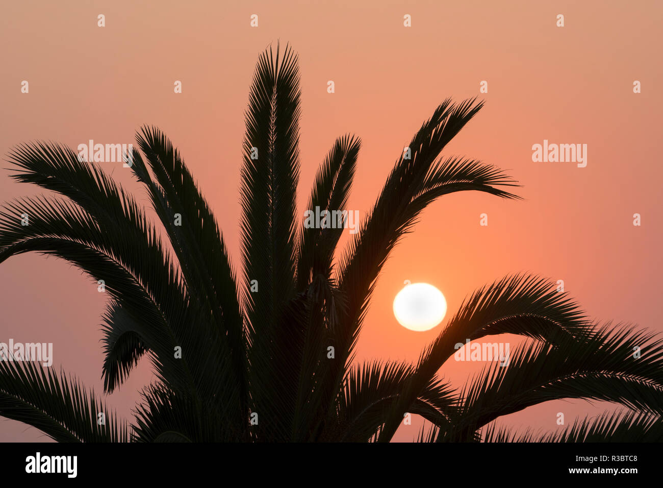 Namibia. Die untergehende Sonne und einem Silhouettiert Palme, Swakopmund. Stockfoto