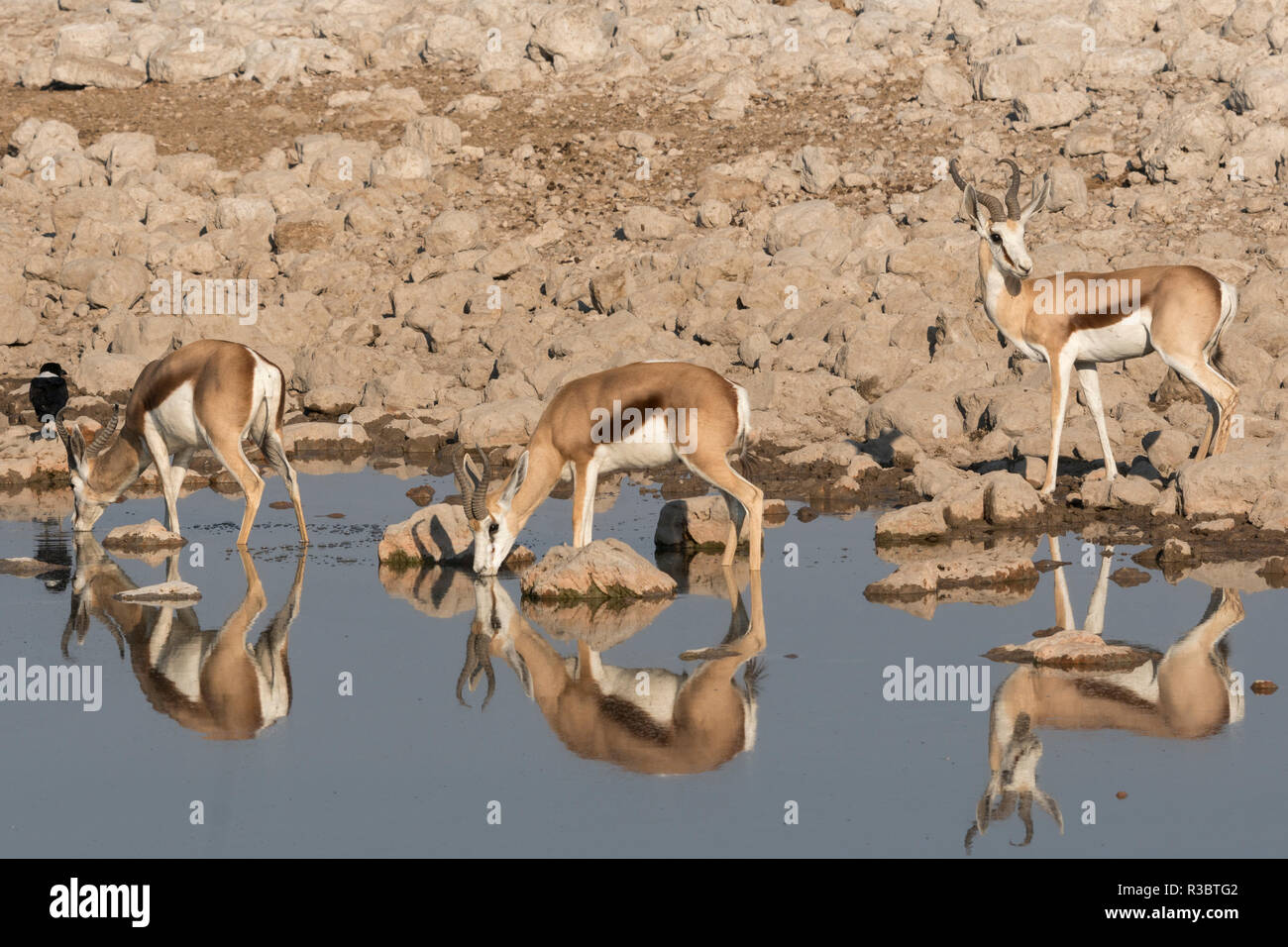 Drei Springbock, Antidorcas marsupialis, Pause im Okaukuejo Wasserloch zum trinken, Etosha National Park, Namibia. Stockfoto