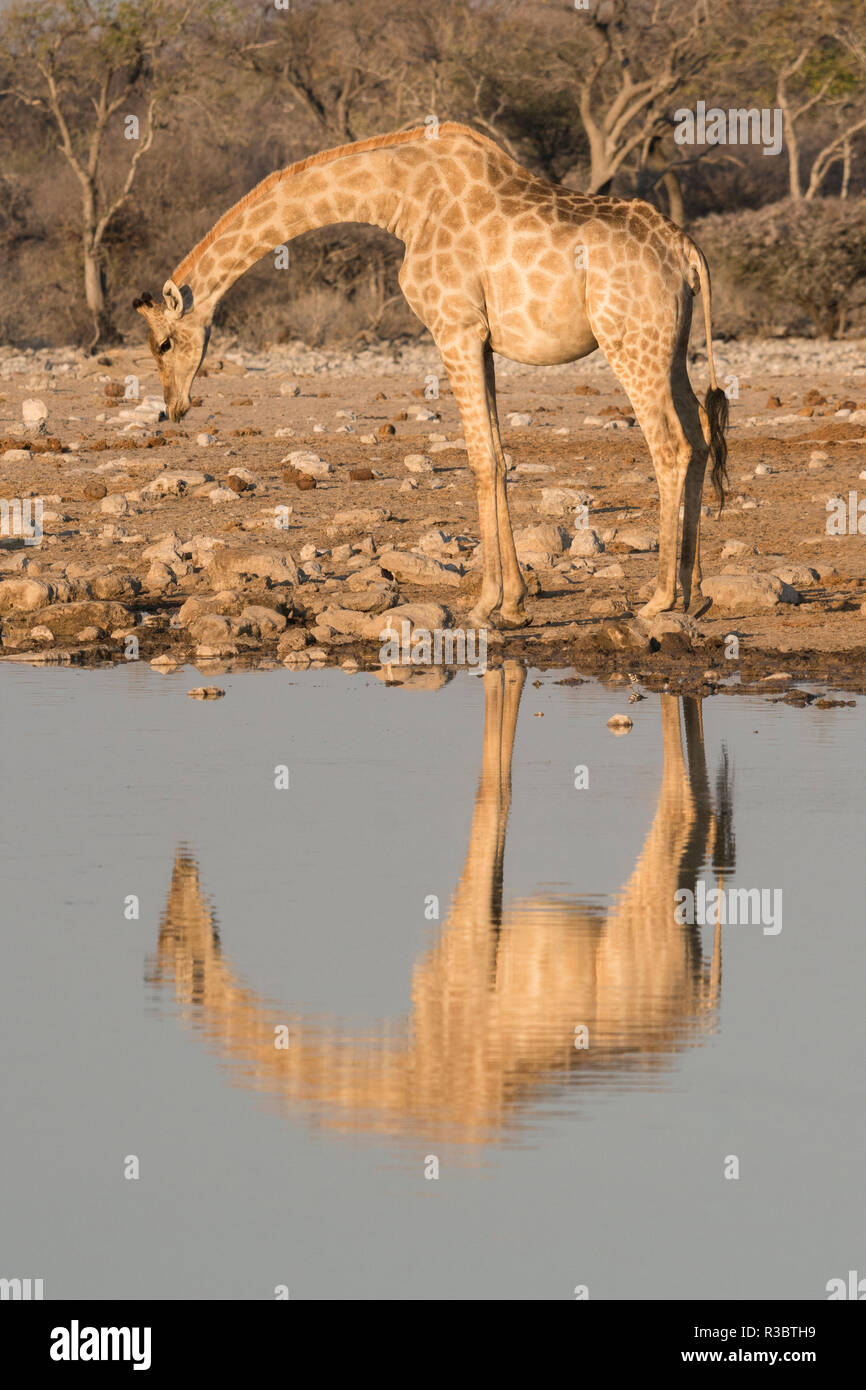 Giraffe beugt sich über an einem Wasserloch zum trinken, im Wasser widerspiegelt, in Etosha National Park, Namibia. Stockfoto