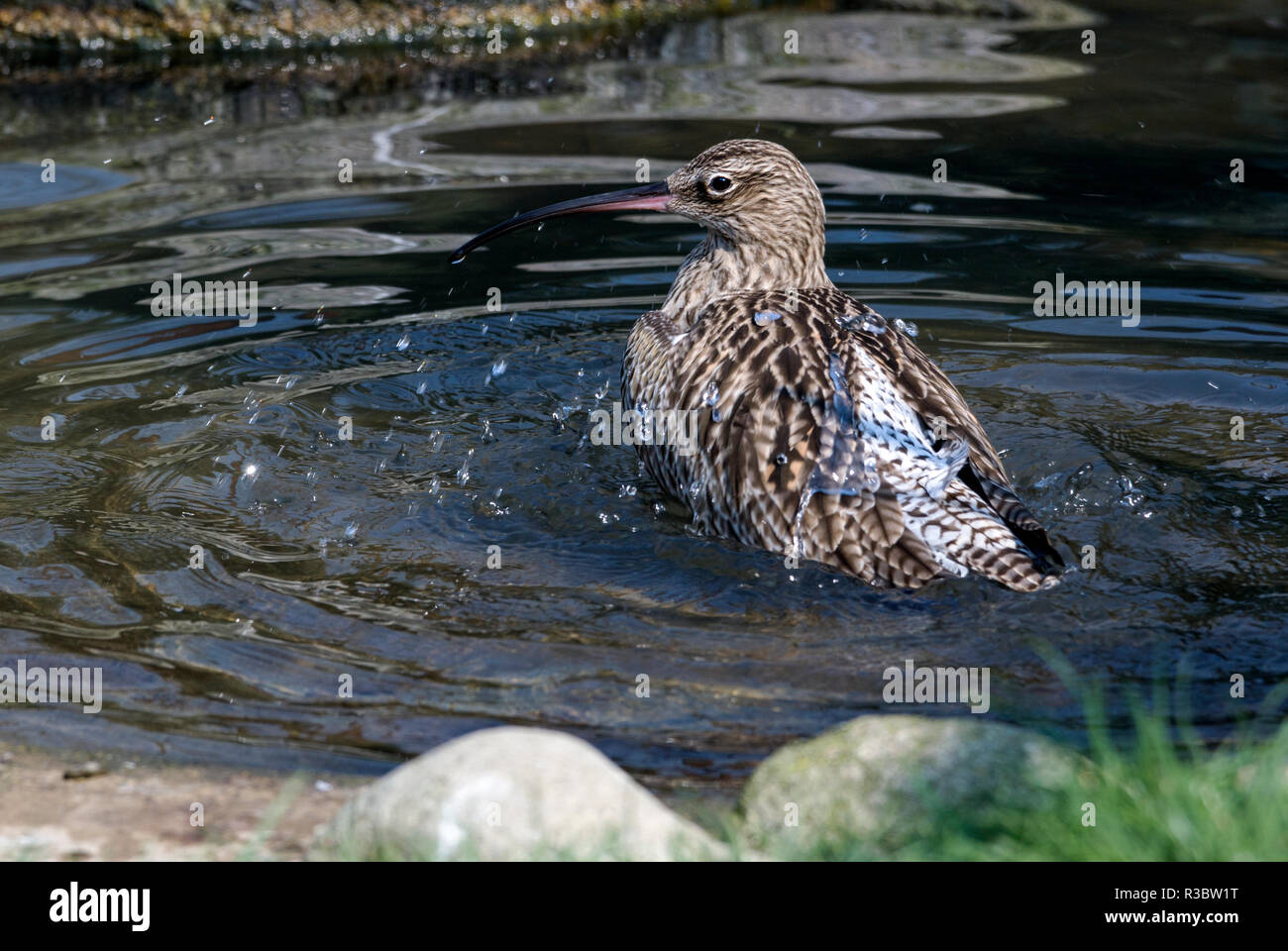 Die Brachvögel (Numenius arquata) ist unverwechselbar mit ist sehr lange gebogene Rechnung. Im Winter sein ein Vogel auf die Küste und Watt. Stockfoto