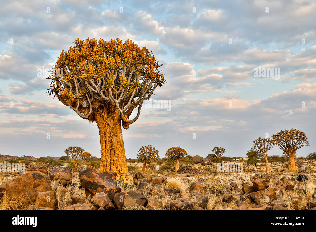 Afrika, Namibia, Keetmanshoop. Köcherbaumwald bei der Köcherbaumwald Rest Camp Stockfoto