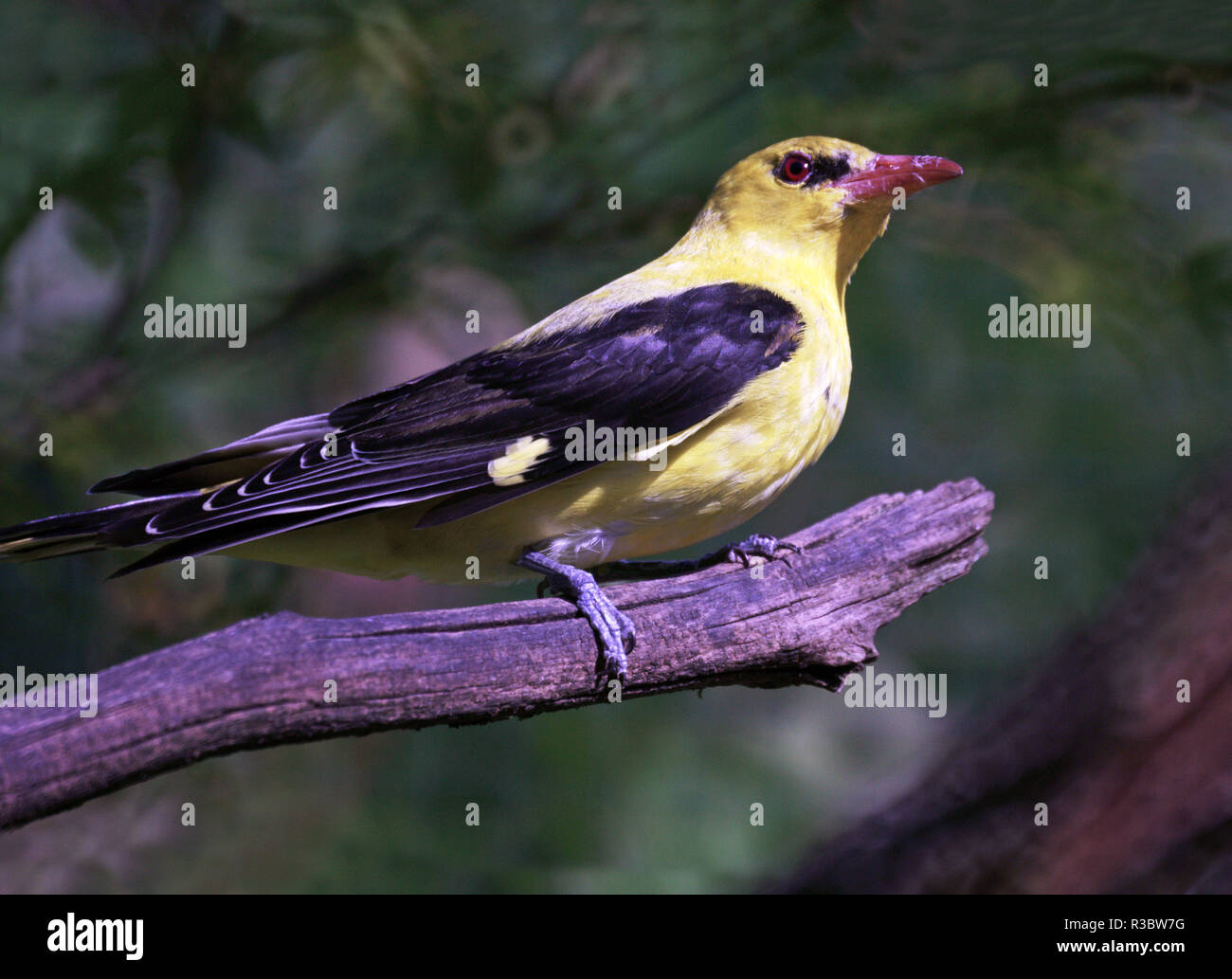 Männlicher Pirol (Oriolus oriolus). Eine ähnliche Größe zu einem Europäischen blackbird dieser Vogel, der trotz seiner Farben schwierig ist, in die Bäume zu sehen. Stockfoto