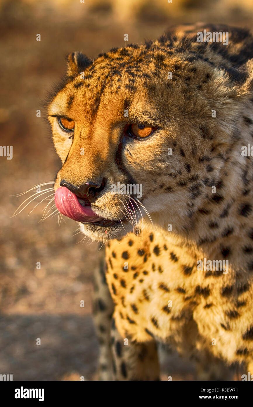 Afrika, Namibia, Keetmanshoop. Cheetah im Köcherbaumwald Rest Camp Stockfoto