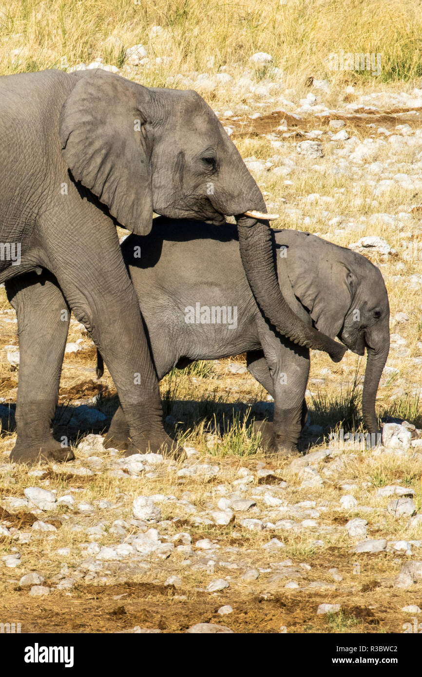 Afrika, Namibia, Etosha Nationalpark, Elefanten und ihr Kalb Stockfoto