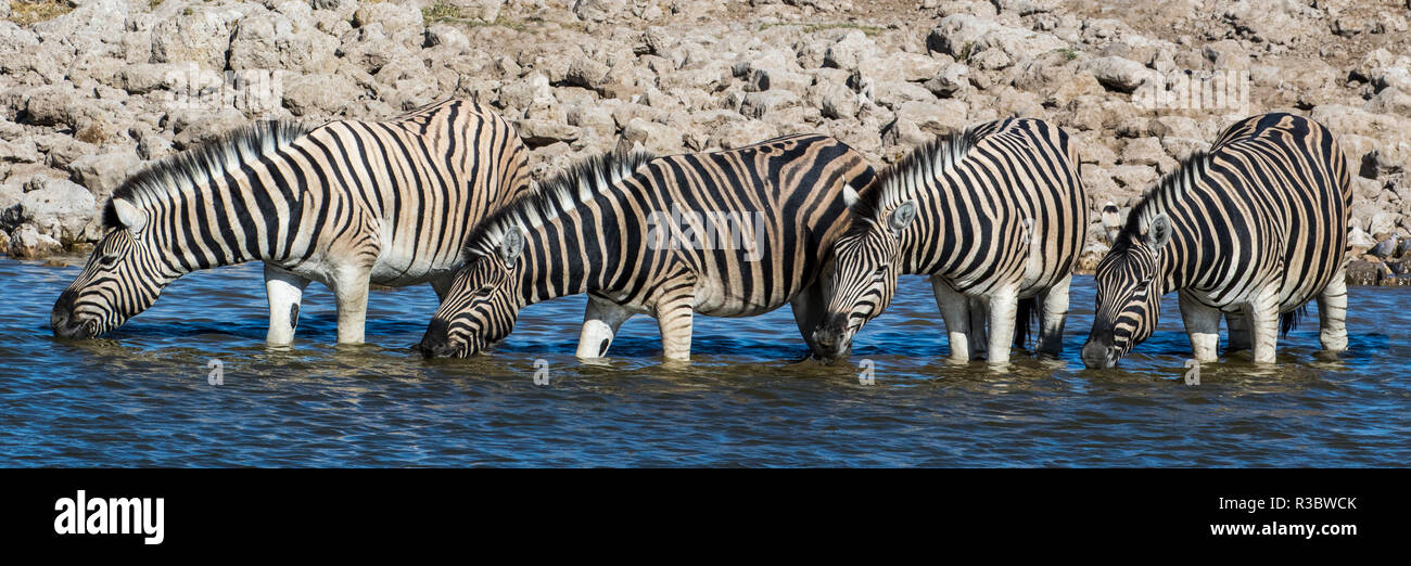 Afrika, Namibia, Etosha Nationalpark, Zebras am Wasserloch Stockfoto