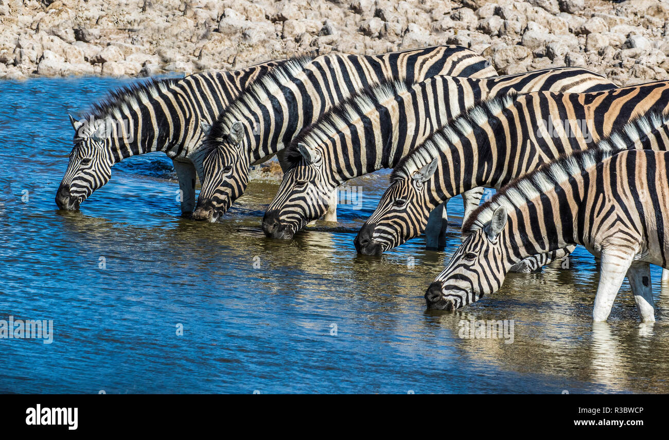 Afrika, Namibia, Etosha Nationalpark, Zebras am Wasserloch Stockfoto