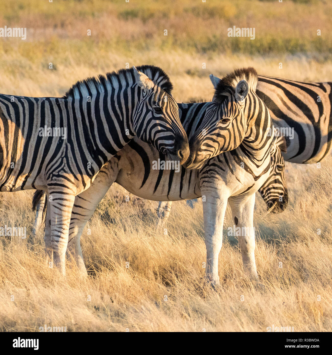 Afrika, Namibia, Etosha National Park, ein Paar Zebras Stockfoto