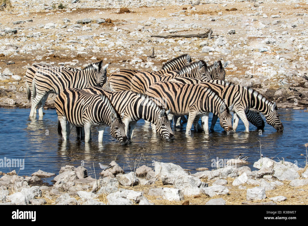Afrika, Namibia, Etosha Nationalpark, Zebras am Wasserloch Stockfoto
