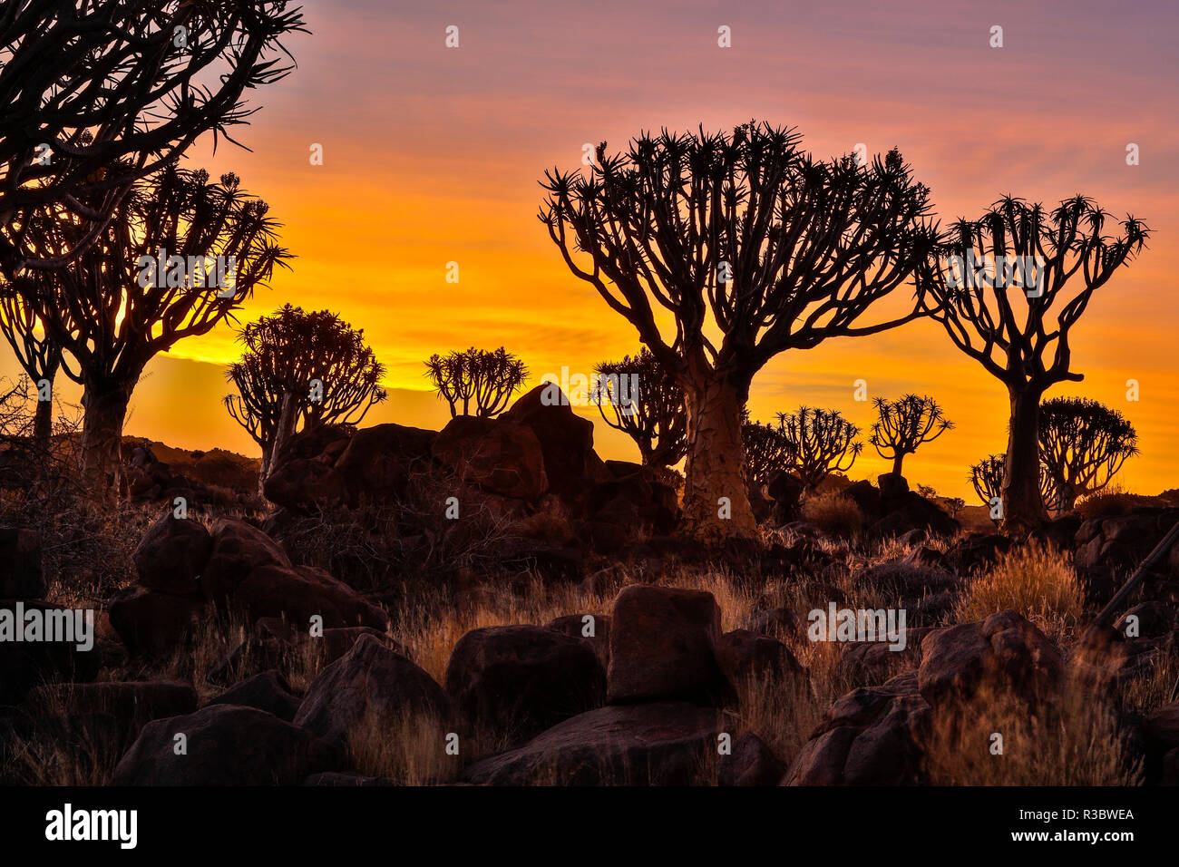 Afrika, Namibia, Keetmanshoop, Sonnenuntergang im Köcherbaumwald bei der Köcherbaumwald Rest Camp Stockfoto