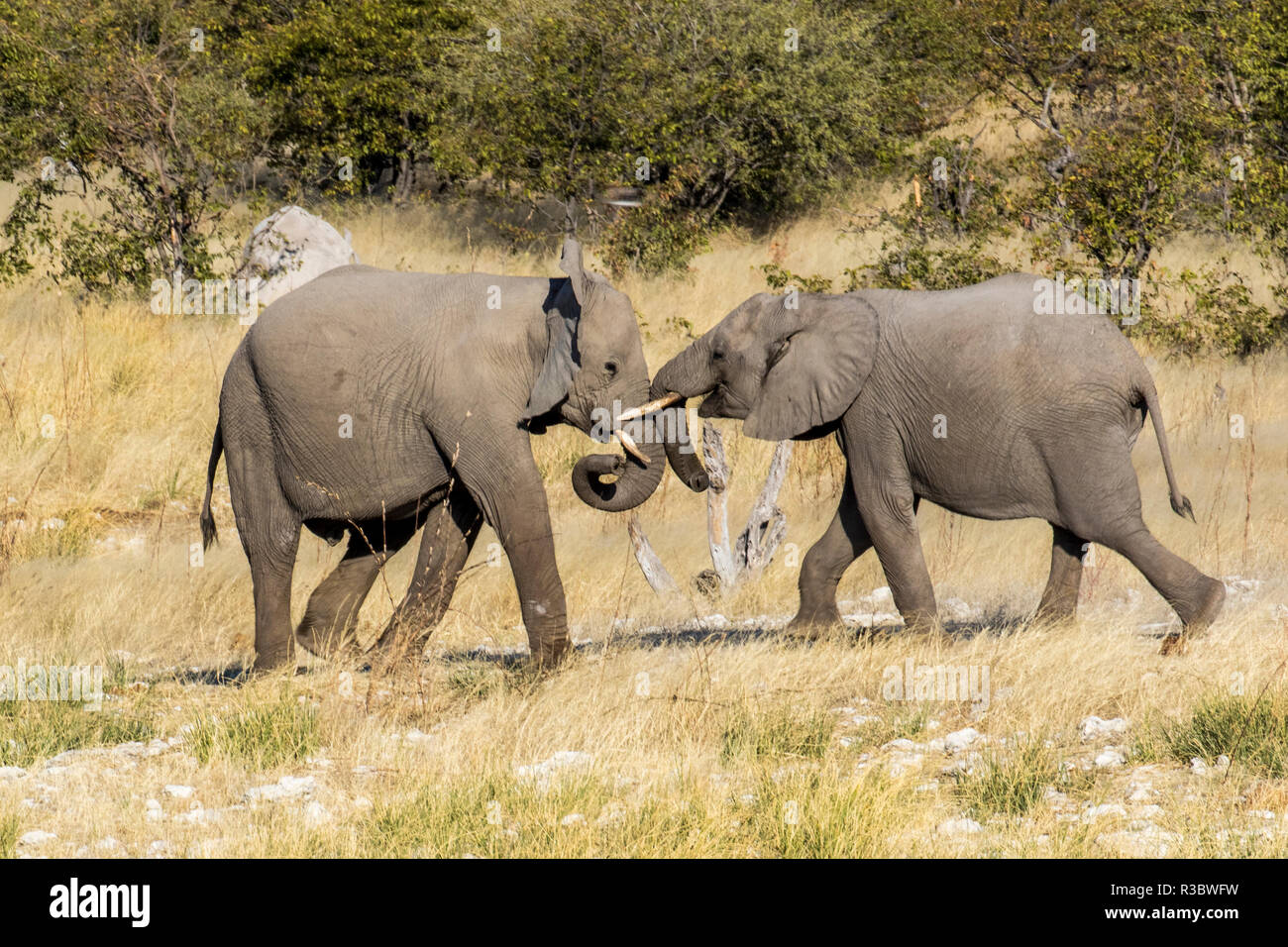 Afrika, Namibia, Etosha National Park. Junge Elefanten spielen Stockfoto