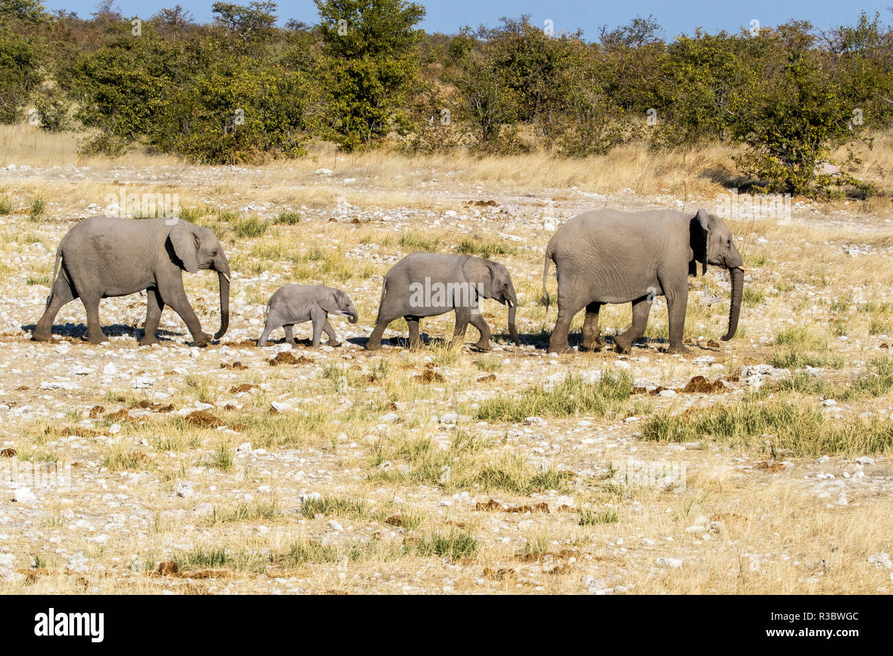 Afrika, Namibia, Etosha National Park. Familie der Elefanten wandern Stockfoto