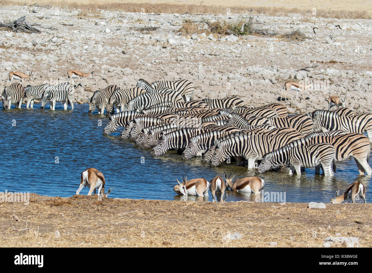 Afrika, Namibia, Etosha National Park. Zebras am Wasserloch Stockfoto