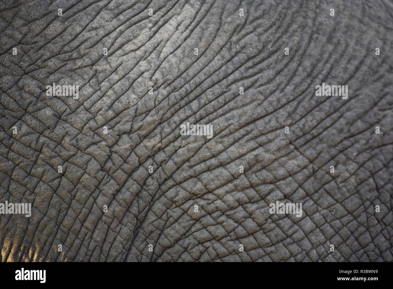 Afrikanischer Elefant (Loxodonta Africana), Sabi Sand Reserve, Mpumalanga, Südafrika Stockfoto