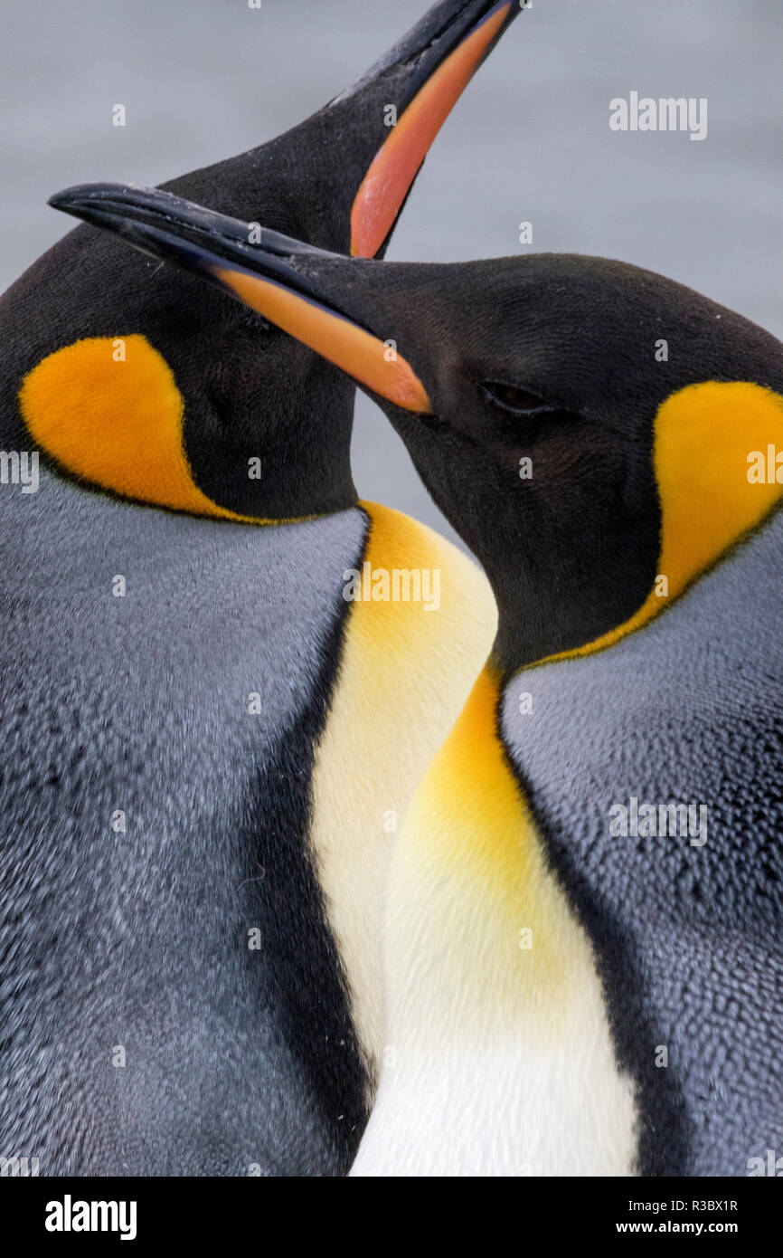 Pinguin nahaufnahme Fotos und Bildmaterial in hoher Auflösung Alamy
