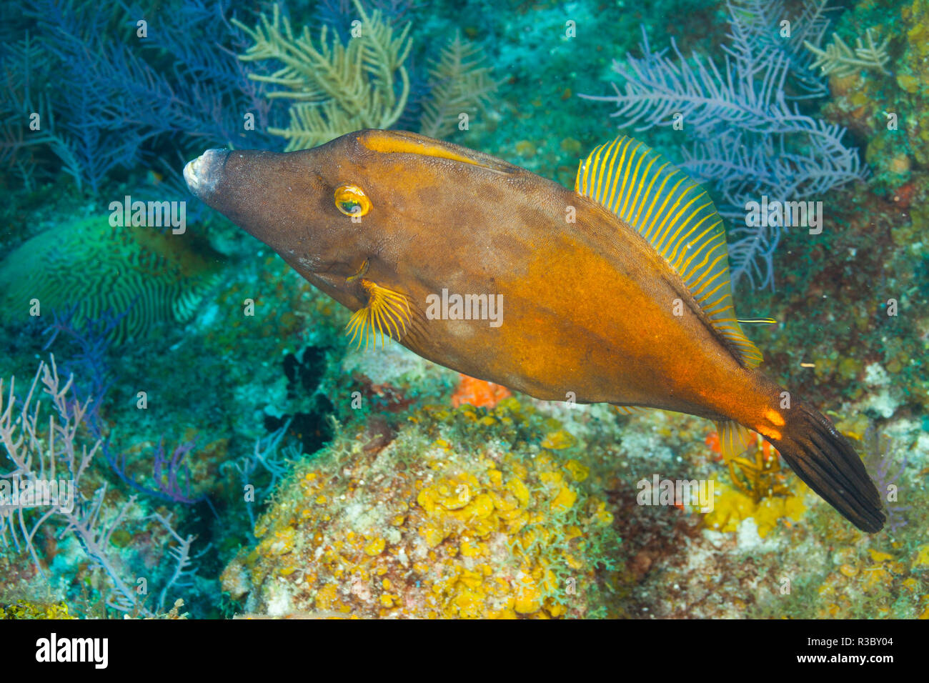 Nördlichen Bahamas, Karibik. Filefish. Stockfoto