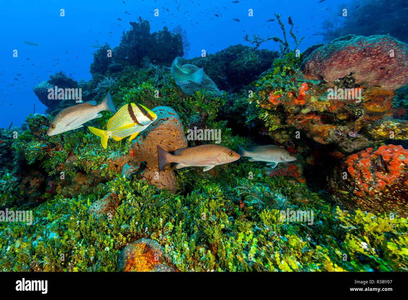 Nördlichen Bahamas, Karibik. Fische und Korallen. Stockfoto